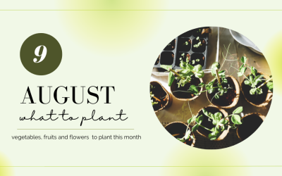 What to Plant in August