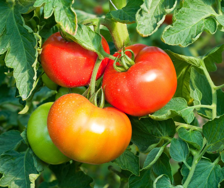 how to save tomato seeds