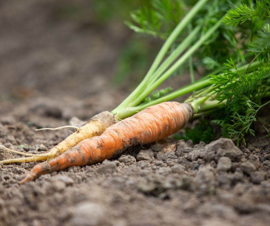 how to save carrot seeds