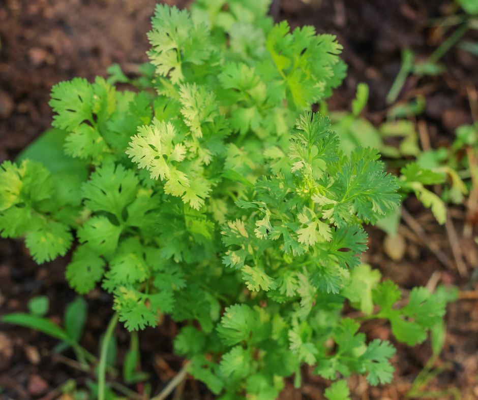 how to save cilantro seeds