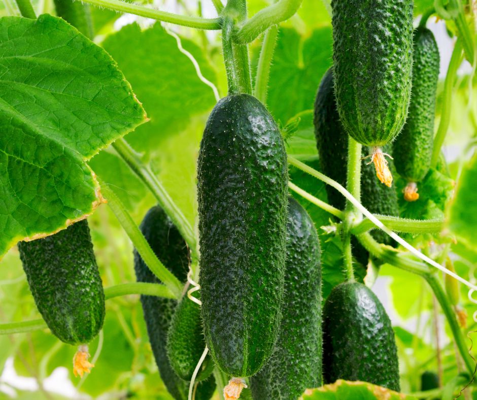 how to save cucumber seeds