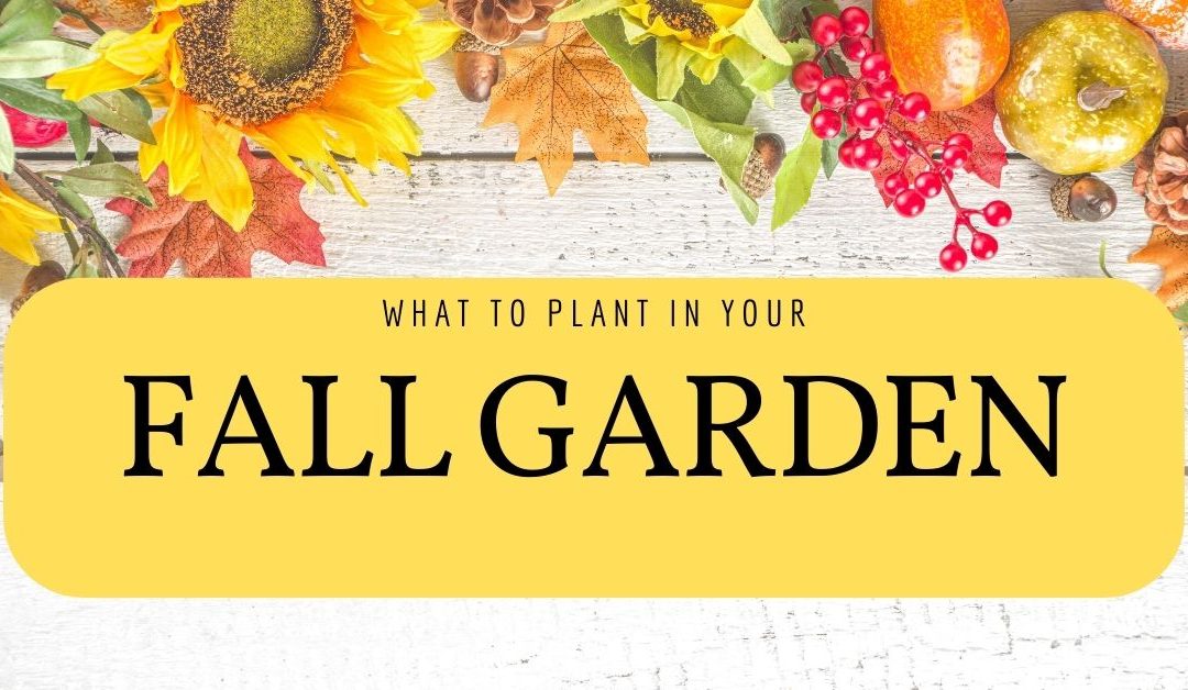 Fall Vegetable Garden – What to Plant and When
