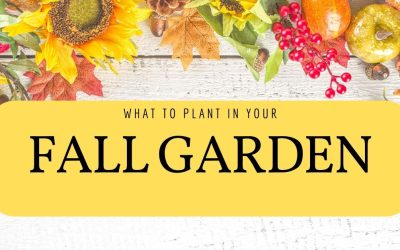 Fall Vegetable Garden – What to Plant and When