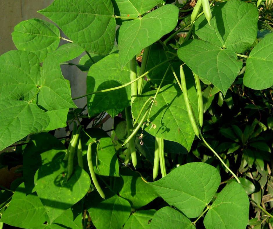 how to save green bean seeds