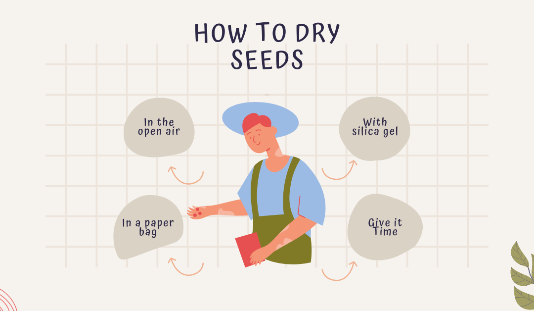 How To Dry Seeds for Planting