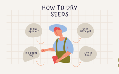 How To Dry Seeds for Planting