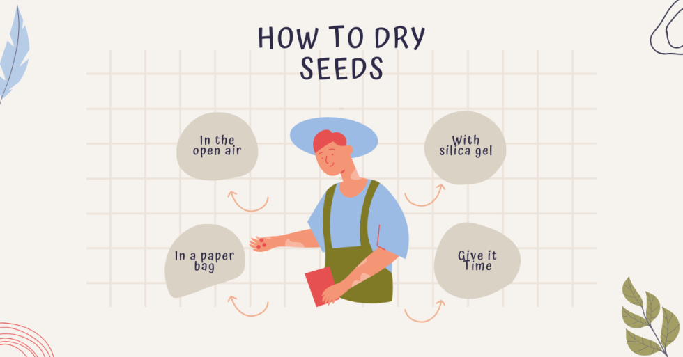 How To Dry Seeds