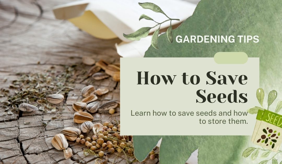 How to save seeds