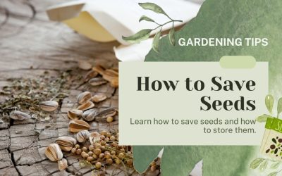 How To Save Seeds: A Beginner’s Guide