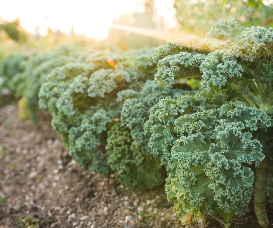 how to save kale seeds