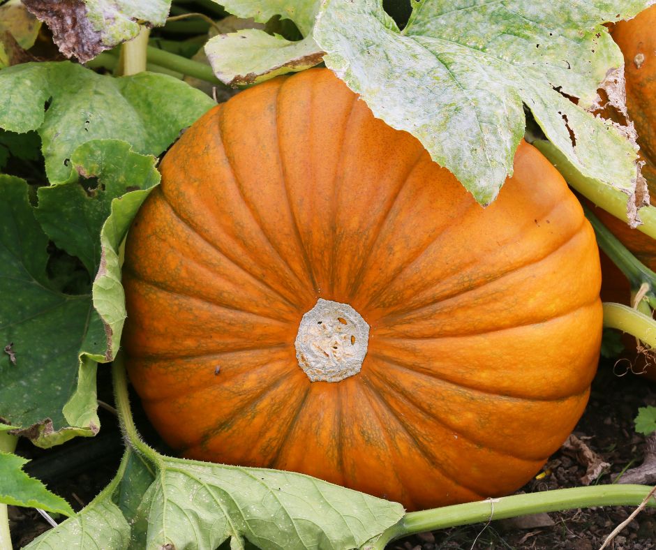 how to save pumpkin seeds