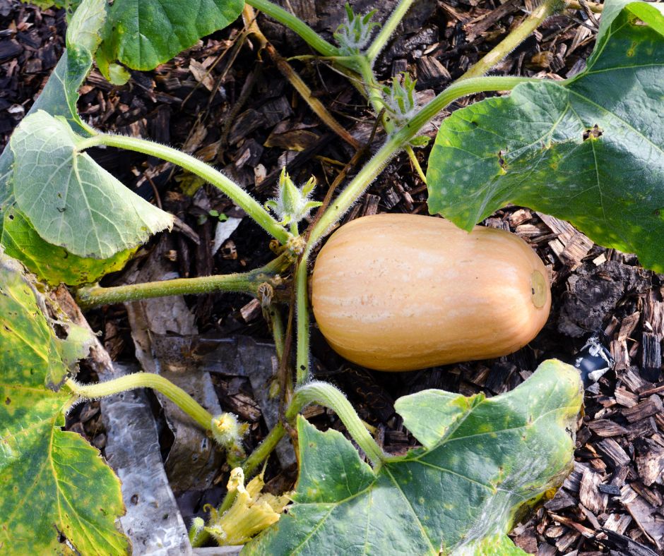 how to save squash seeds