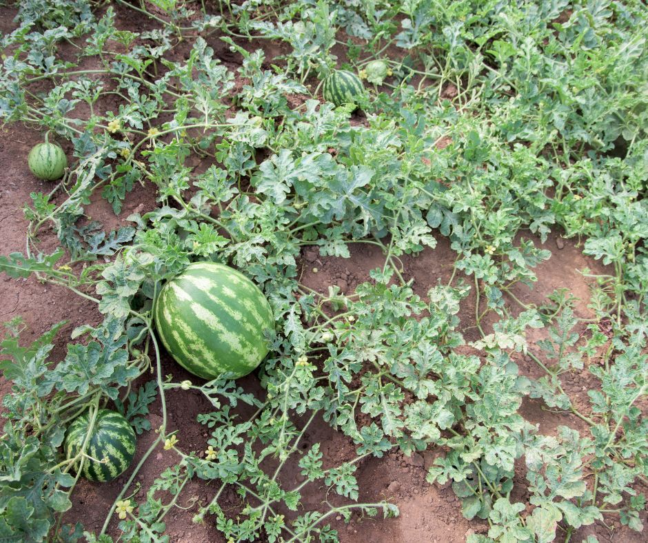 how to save watermelon seeds