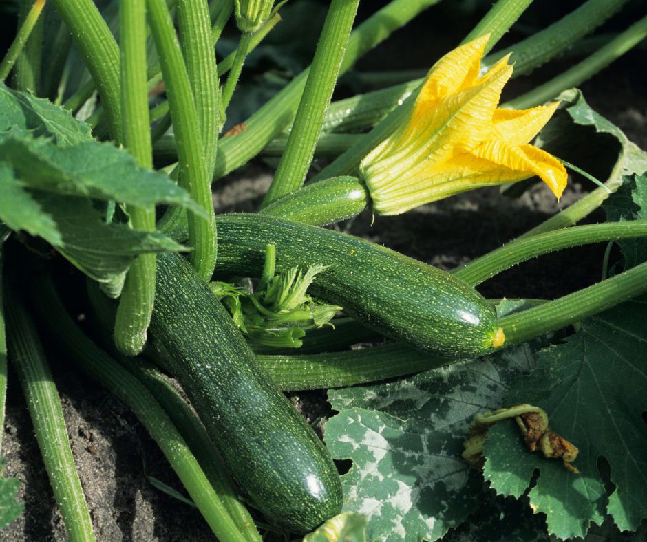 how to save zucchini seeds