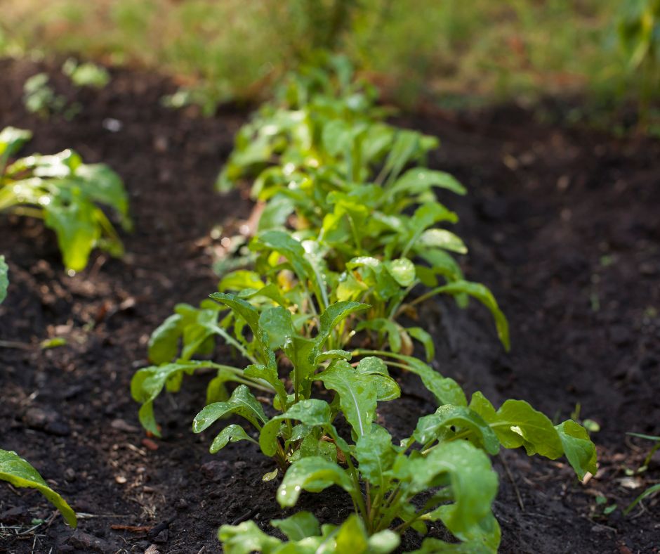 how to save arugula seeds