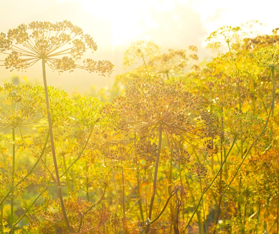 how to save dill seeds