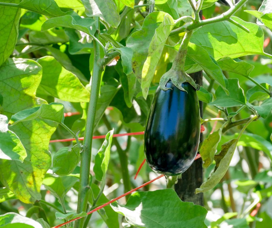 how to save eggplant seeds