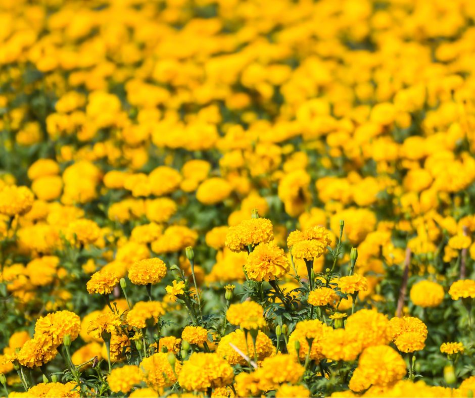 how to save marigold seeds