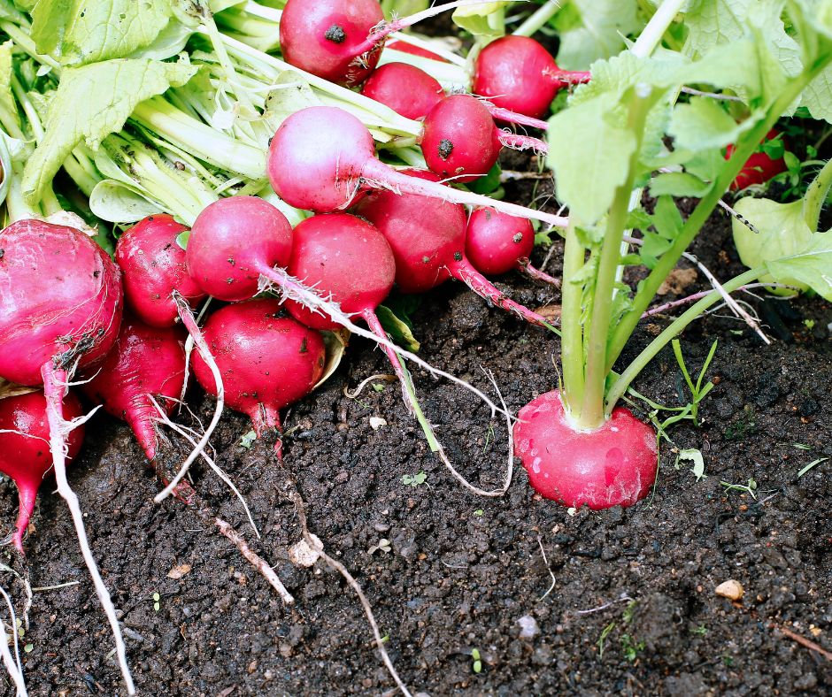 how to save radish seeds