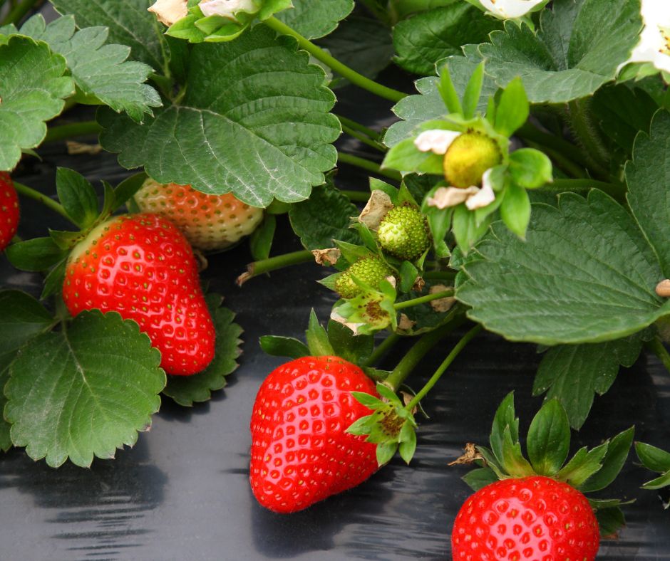 how to save strawberry seeds