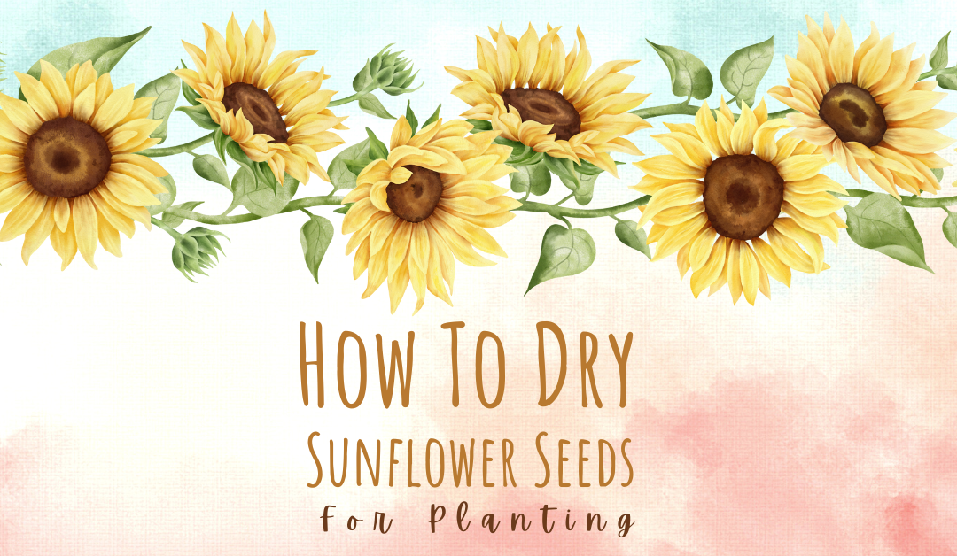 How To Dry Sunflower Seeds for Planting