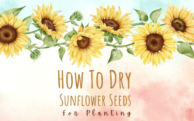 How To Dry Sunflower Seeds for Planting