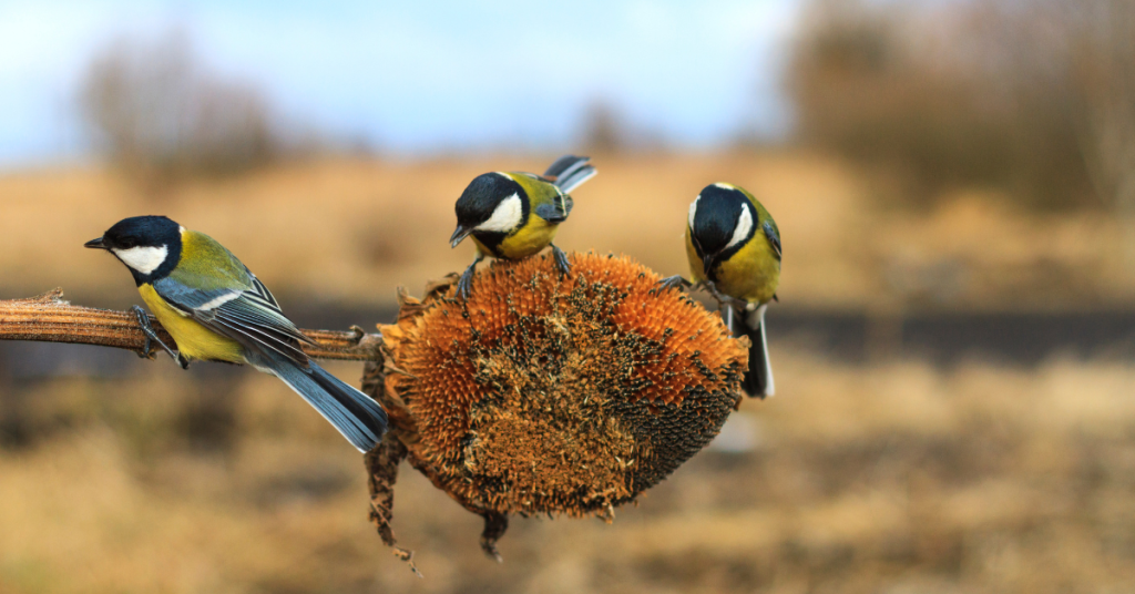 how to harvest sunflower seeds