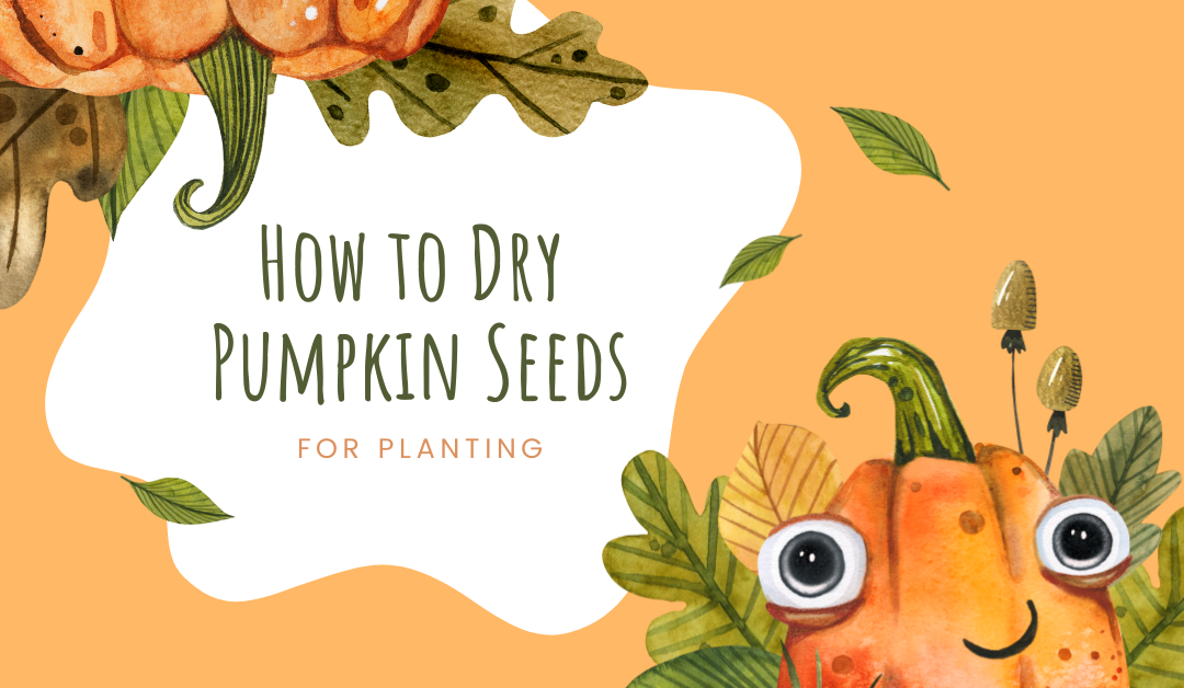 How to Dry Pumpkin Seeds for Planting