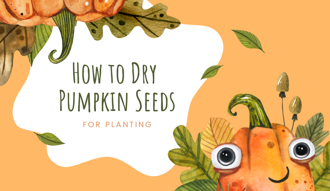 How To Dry Pumpkin Seeds For Planting The Healthy Gnome