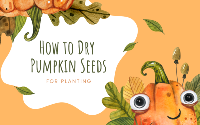How To Dry Pumpkin Seeds for Planting