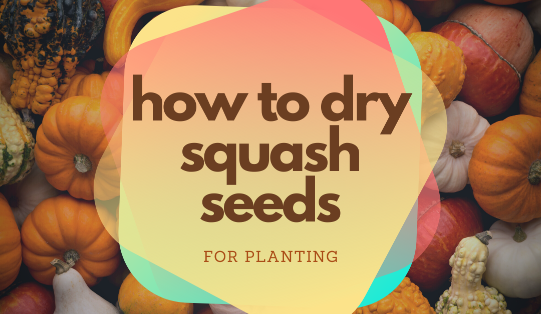 How To Dry Squash Seeds for Planting