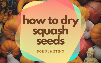 How To Dry Squash Seeds for Planting