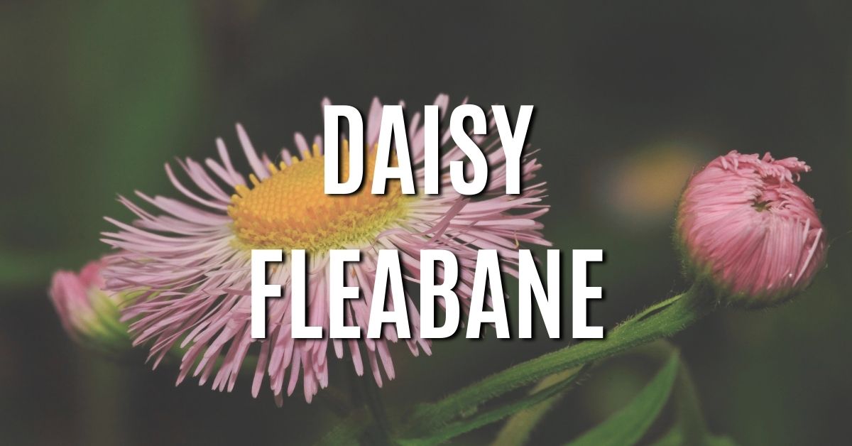 daisy fleabane
