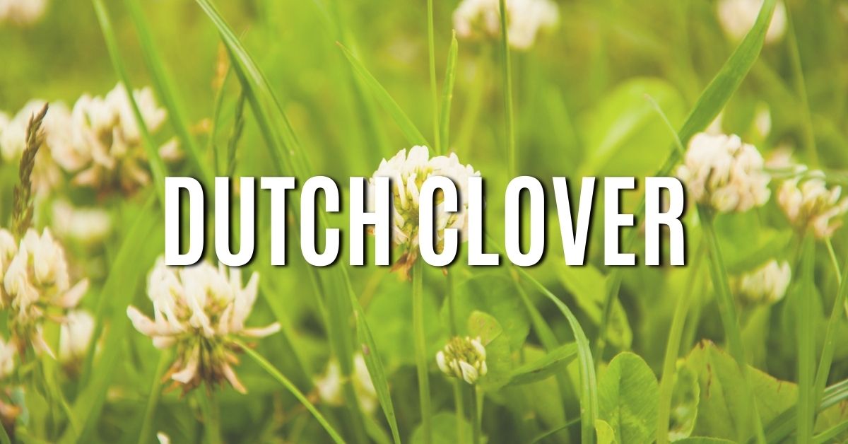dutch clover