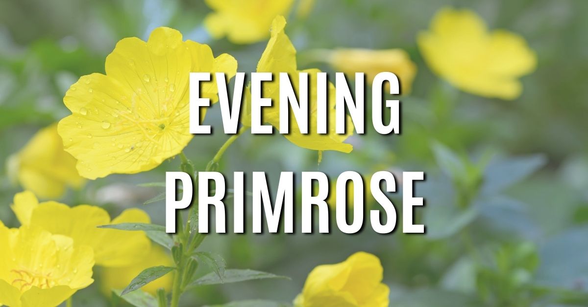 evening primrose 