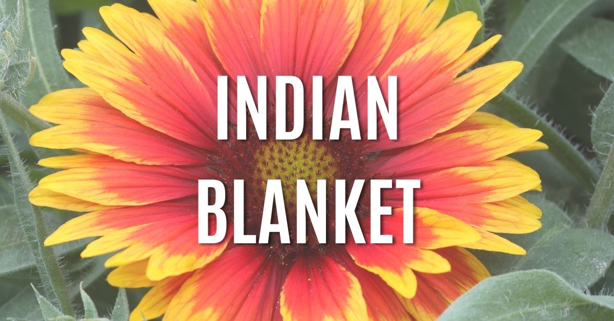indian blanket