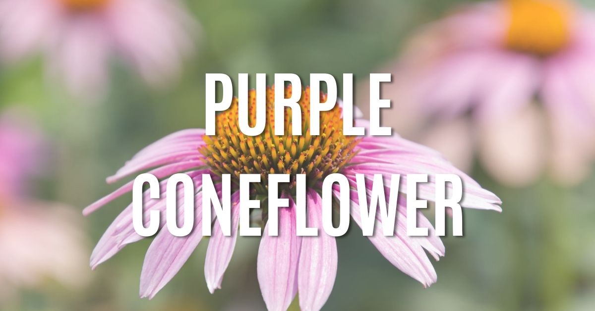purple coneflower
