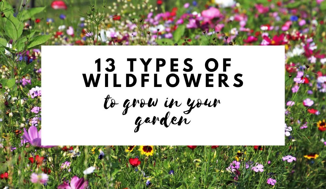 13 Types of Wildflowers to Grow in Your Backyard