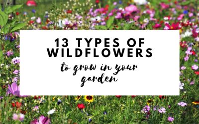 13 Types of Wildflowers to Grow in Your Backyard