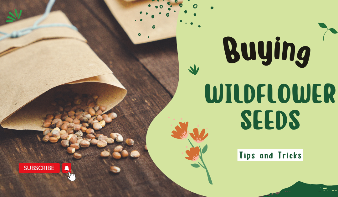 buying wildflower seeds