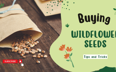 A Beginner’s Guide to Buying Wildflower Seeds