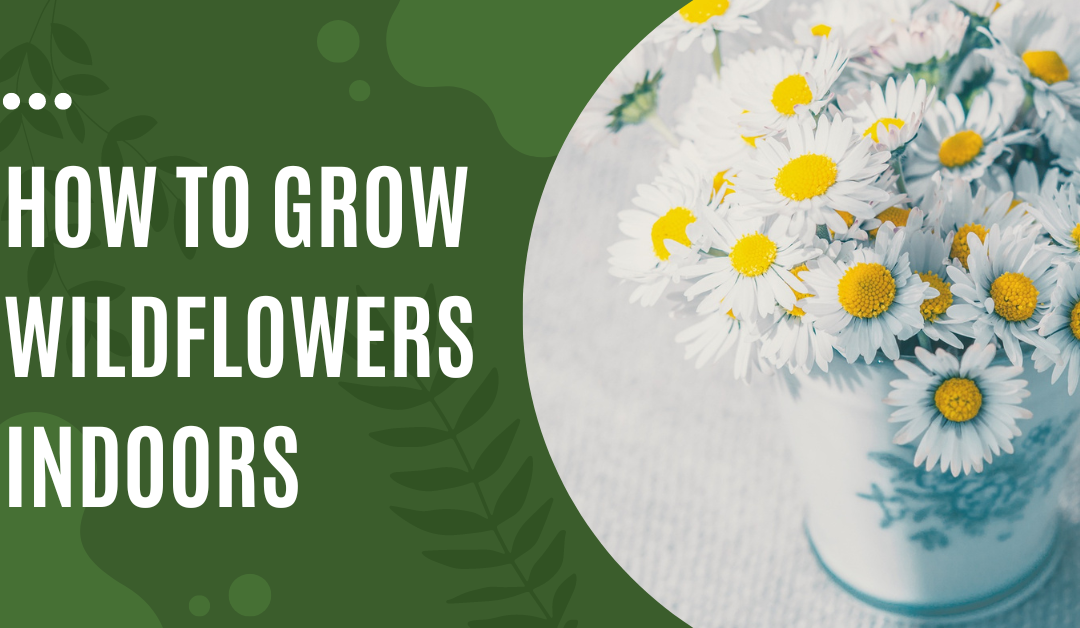How to Grow Wildflowers Indoors