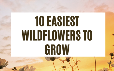 10 Easiest Wildflowers to Grow