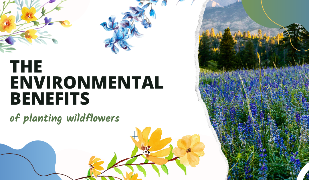 environmental benefits of wildflowers