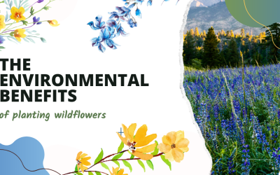 The Environmental Benefits of Wildflowers