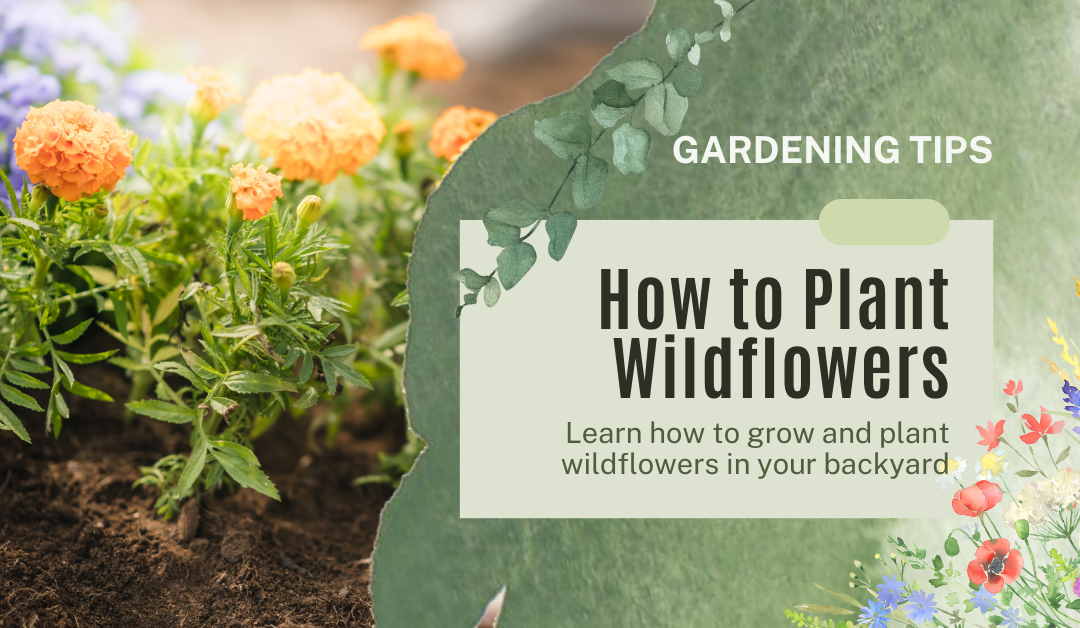 how to plant wildflowers