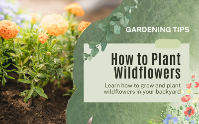 How To Plant Wildflowers