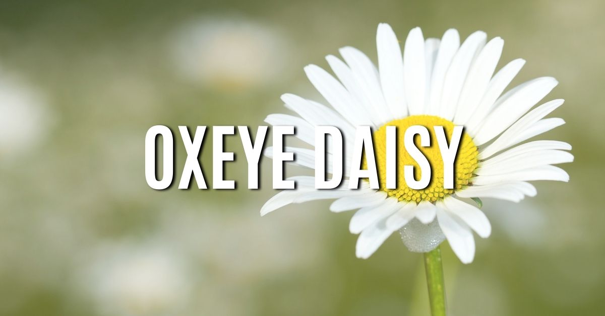oxeye daisy