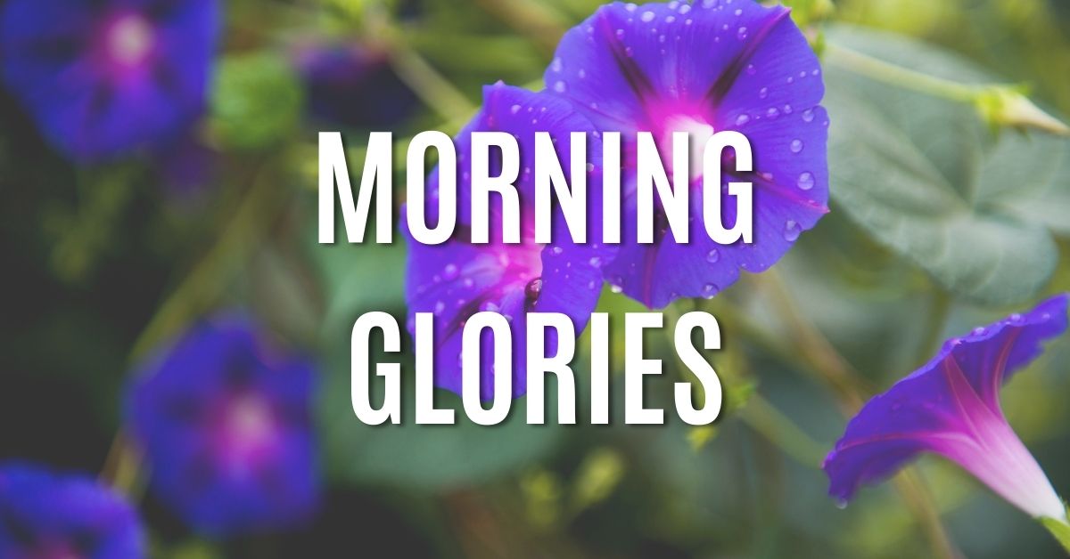 morning glories