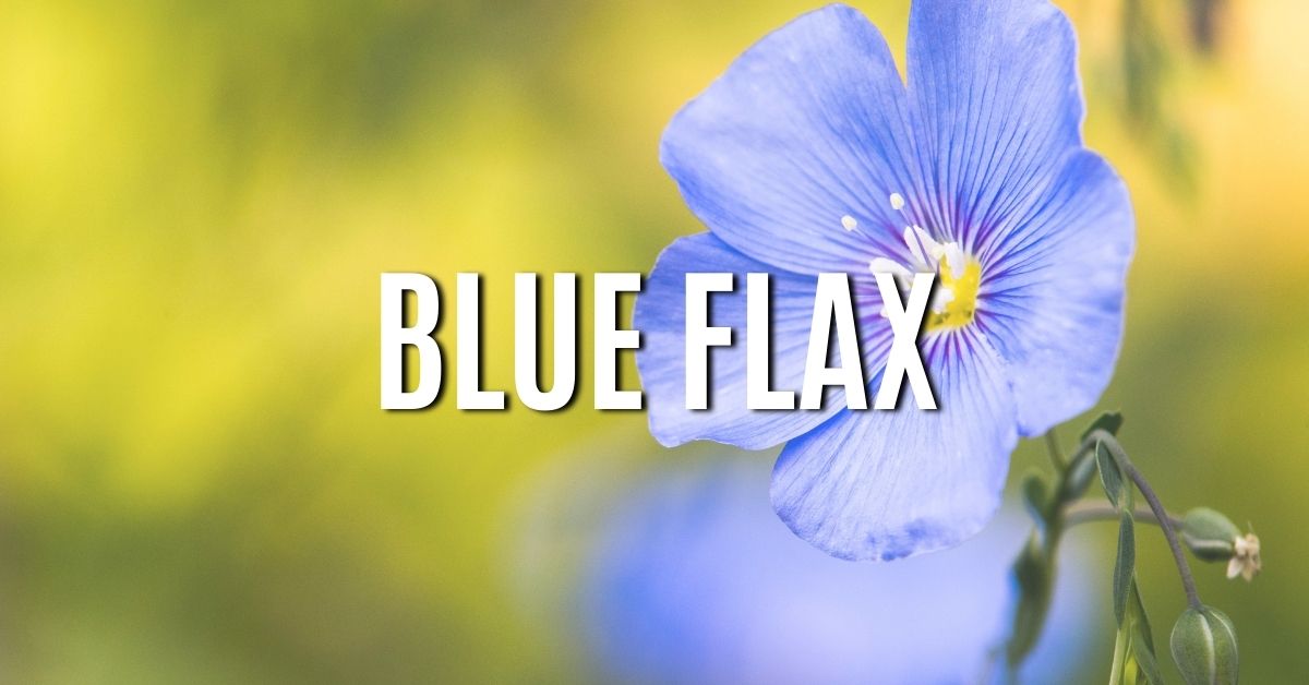 blue flax
